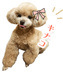 キナコ